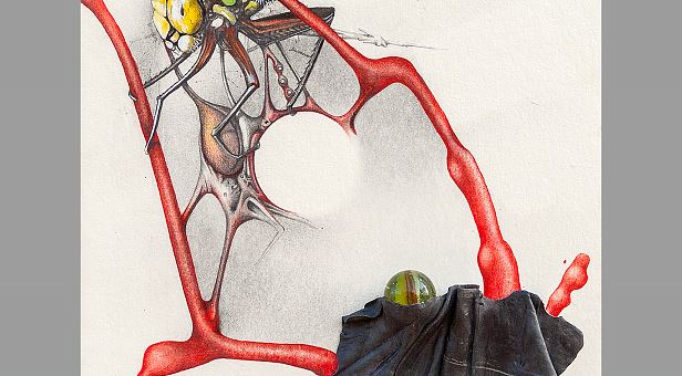 Blaugrüne Mosaikjungfer